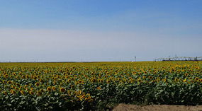 Sonnenblumen1