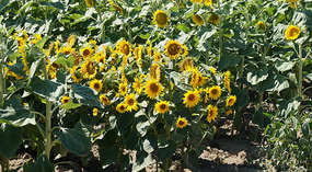 Sonnenblumen2