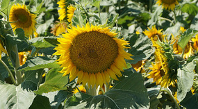 Sonnenblumen3