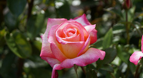 Washington Garden20