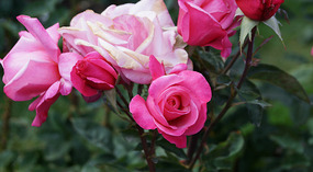 Washington Garden10