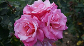 Washington Garden11