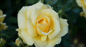 Washington Garden12
