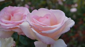 Washington Garden13