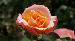 Washington Garden14