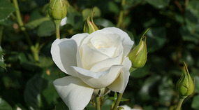 Washington Garden15
