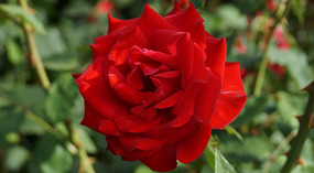 Washington Garden16