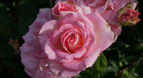 Washington Garden17