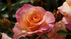 Washington Garden18