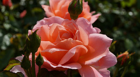 Washington Garden19