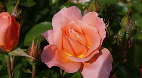 Washington Garden20