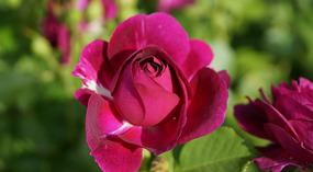 Washington Garden21
