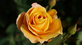 Washington Garden22