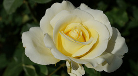 Washington Garden23