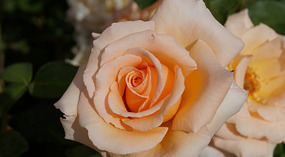 Washington Garden24