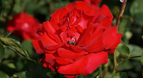 Washington Garden25