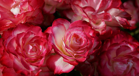Washington Garden26