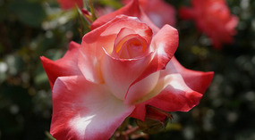 Washington Garden27