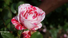 Washington Garden28