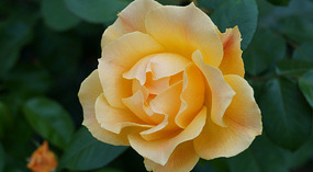 Washington Garden31