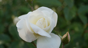 Washington Garden4