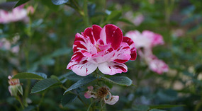 Washington Garden5