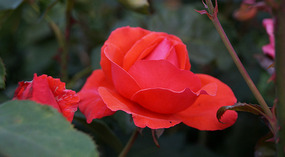 Washington Garden6