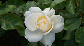Washington Garden8