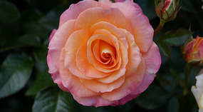 Washington Garden9