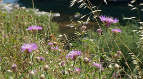 Umpqua River11