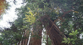 Muir Woods1