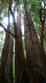 Muir Woods10