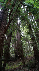 Muir Woods11