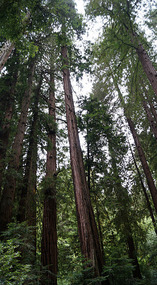 Muir Woods12