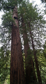 Muir Woods13