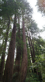Muir Woods14
