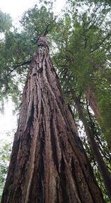 Muir Woods15