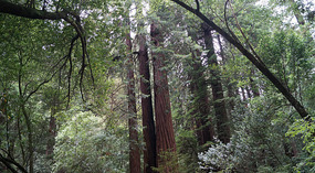 Muir Woods16