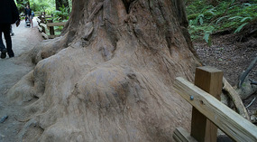 Muir Woods18