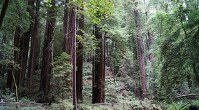 Muir Woods19