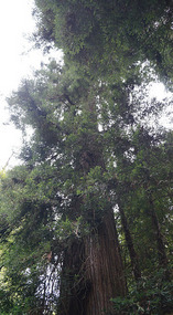 Muir Woods2
