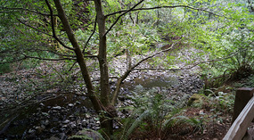 Muir Woods20