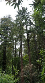 Muir Woods21