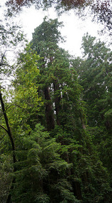 Muir Woods22