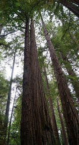 Muir Woods23