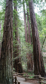 Muir Woods24