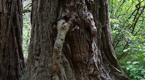 Muir Woods25