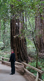 Muir Woods26