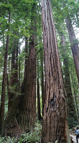 Muir Woods27