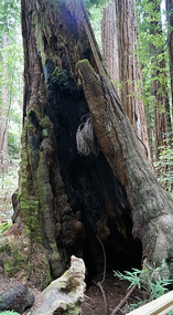 Muir Woods28